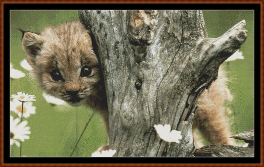 Lynx Kitty  