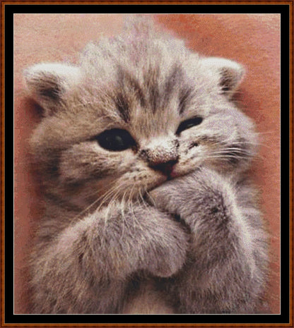 Sleepy Kitten 1  