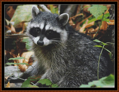 Raccoon  