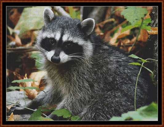 Raccoon  