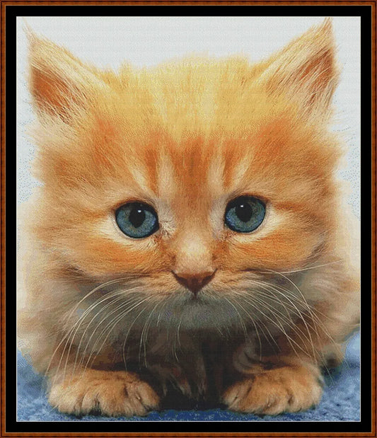 Ginger Kitten  