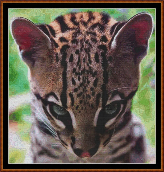 Look Of Innocence  