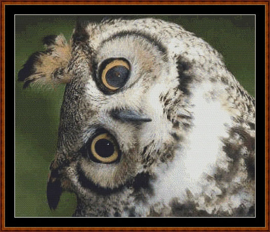 Long Eared Owl - Just The Head  