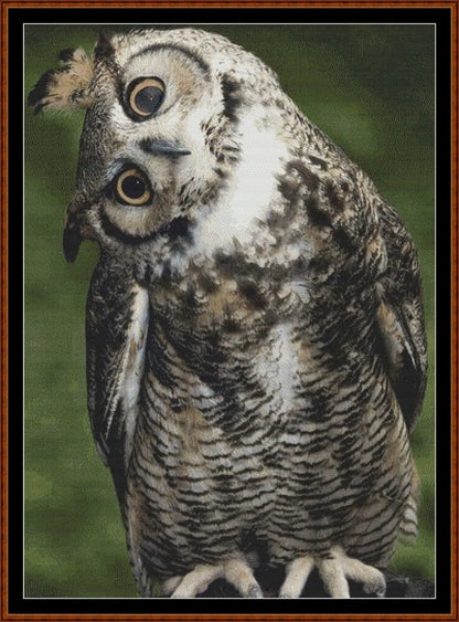Long Eared Owl  