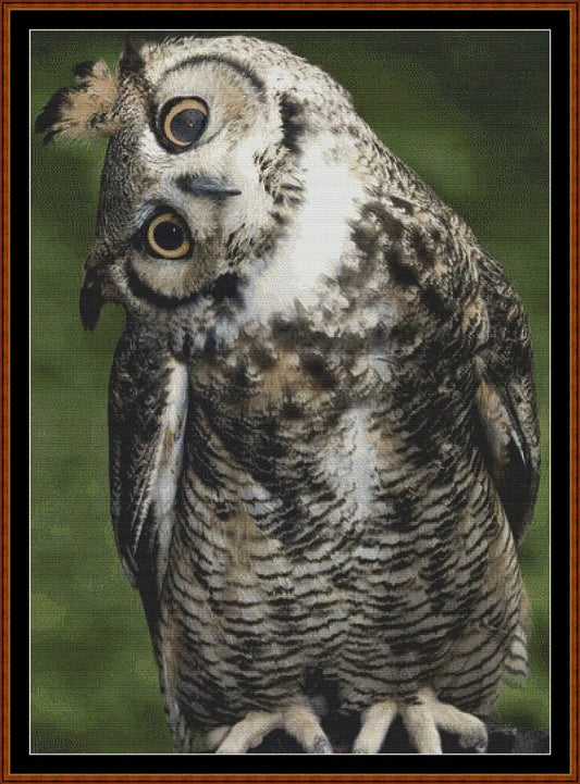 Long Eared Owl  