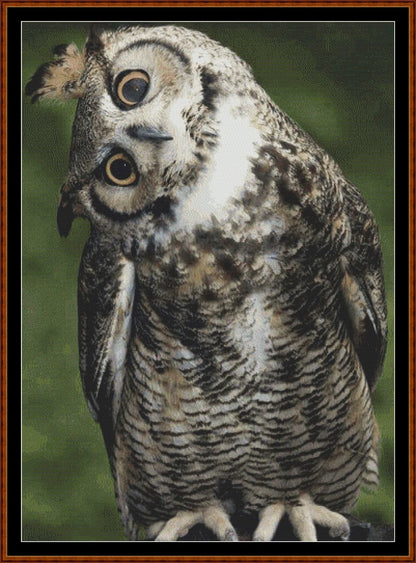 Long Eared Owl  