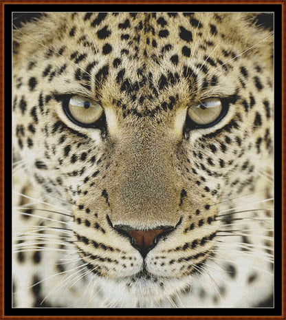 Leopard !  