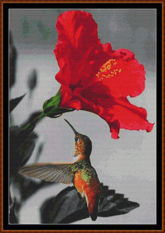 Hummingbird 2  