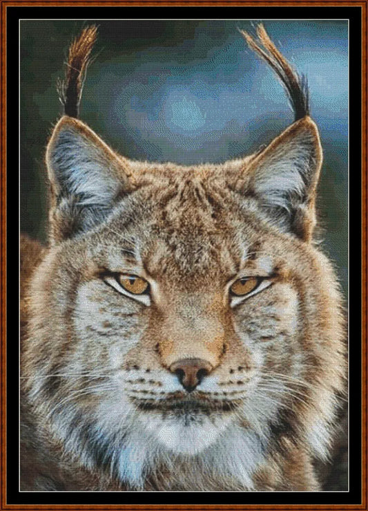 Lynx !  
