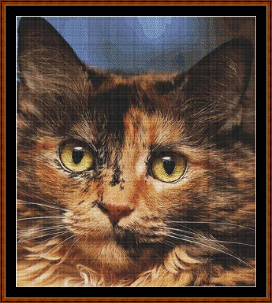 Tortoiseshell  