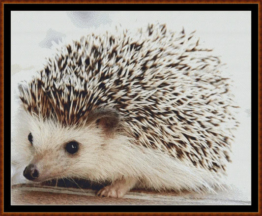 Baby Hedgehog  