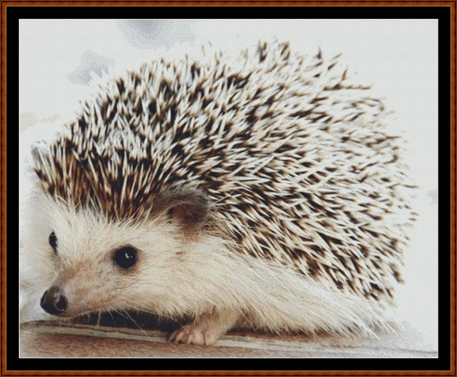 Baby Hedgehog  