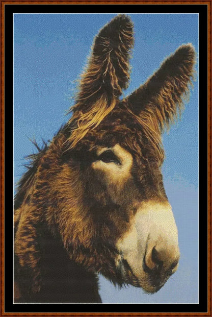 Donkey  