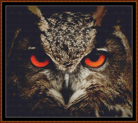 The Owl Stare  
