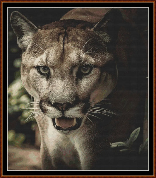 Puma  