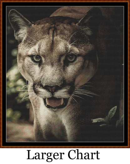 Puma  