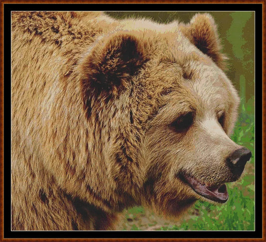 Bear  
