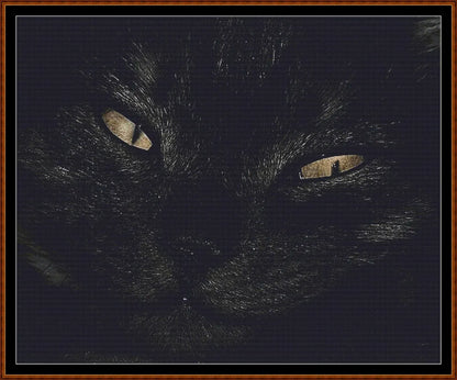 Black Cat  