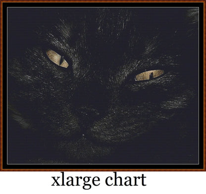 Black Cat  
