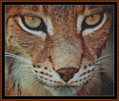 The Lynx  