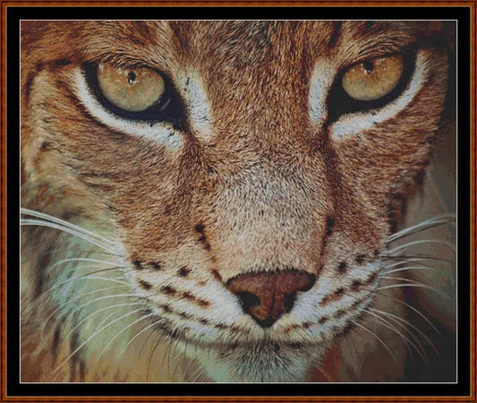 The Lynx  