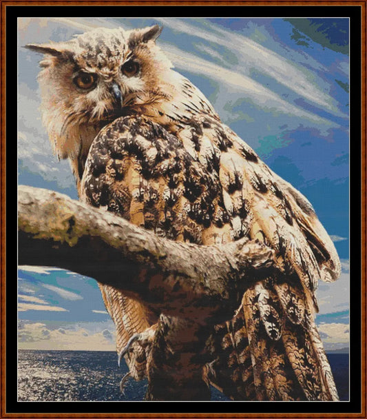 Look Of The Owl  