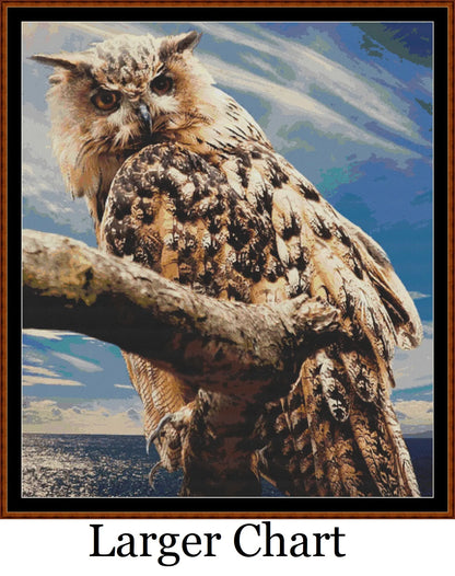 Look Of The Owl  