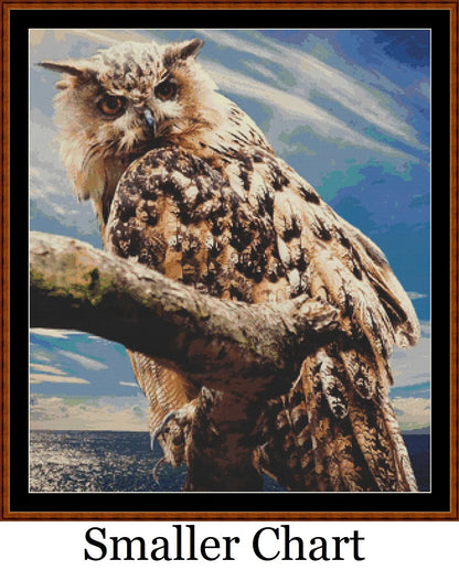 Look Of The Owl  