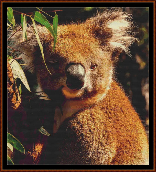Koala  