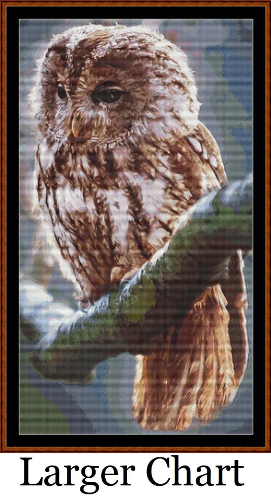 Owl Perch  