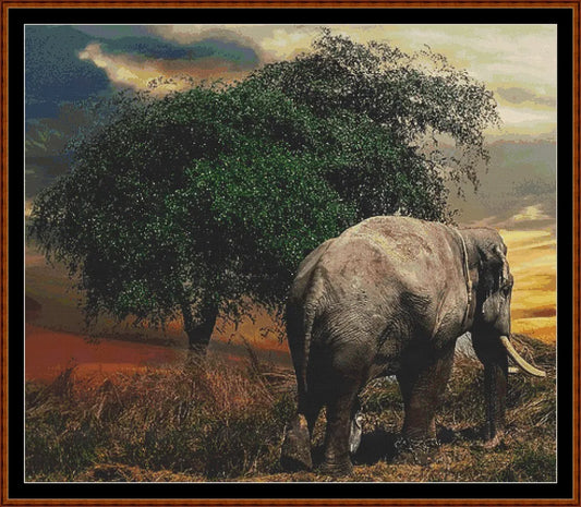 Elephant Tree  