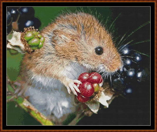 Harvest Mouse  
