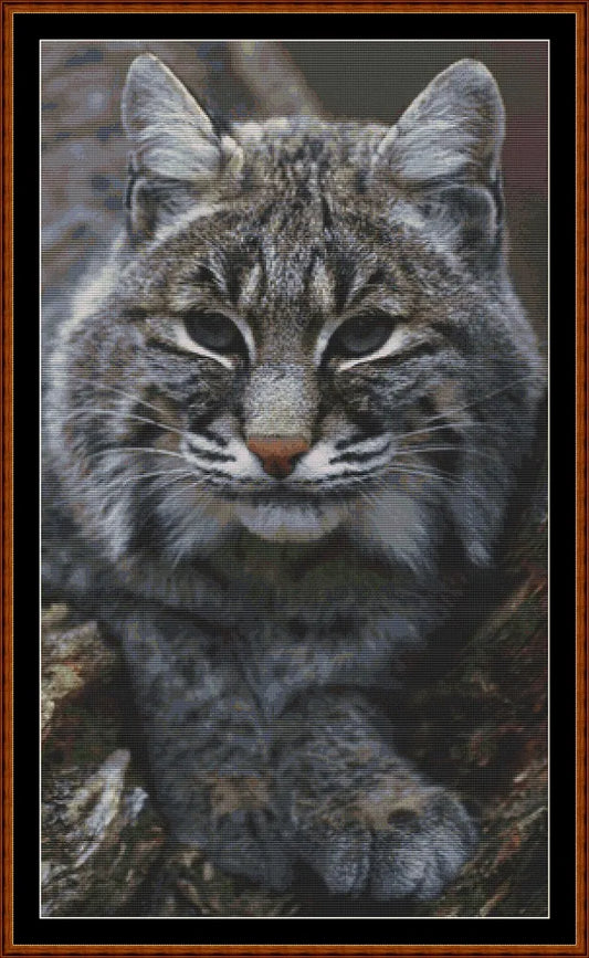 Fierce Creatures - Bobcat  