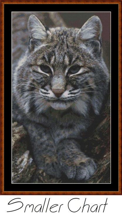 Fierce Creatures - Bobcat  