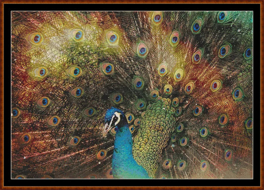 Rainbow Peacock  