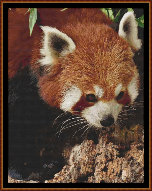 Fierce Creatures - Red Panda  