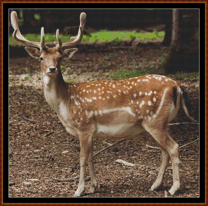 Forest Creatures - Deer  