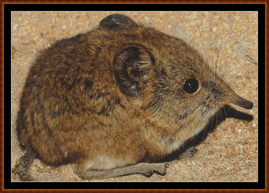 Mini Creatures - Elephant Shrew  