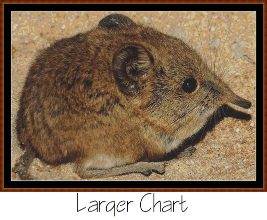 Mini Creatures - Elephant Shrew  