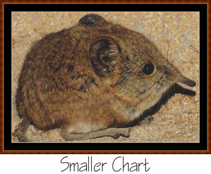 Mini Creatures - Elephant Shrew  