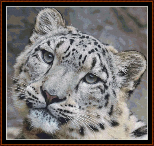 Fierce Creatures - Snow Leopard  