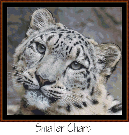 Fierce Creatures - Snow Leopard  