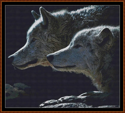 Wolf Stare  
