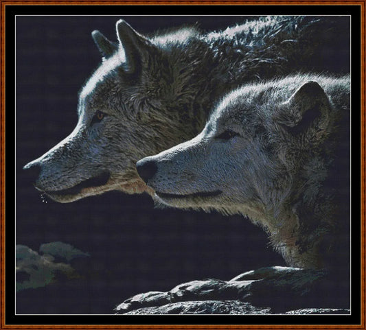 Wolf Stare  