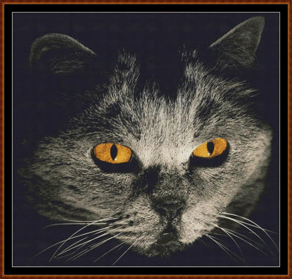 Cat Stare  