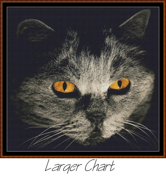 Cat Stare  