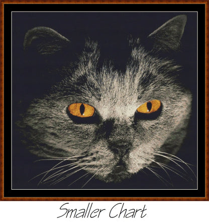 Cat Stare  