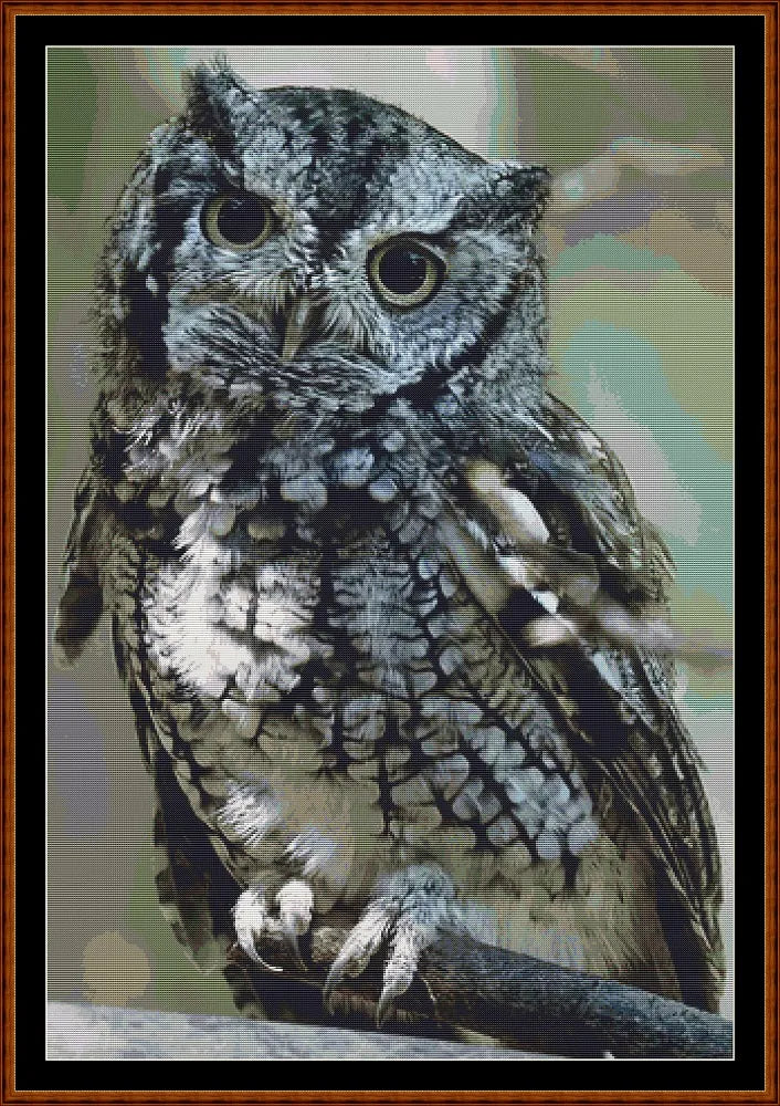 Eastern Screech Owl  