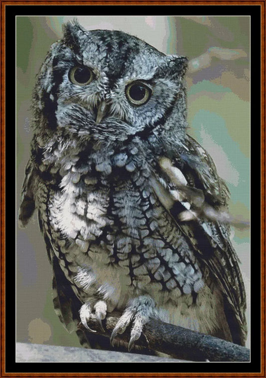Eastern Screech Owl  