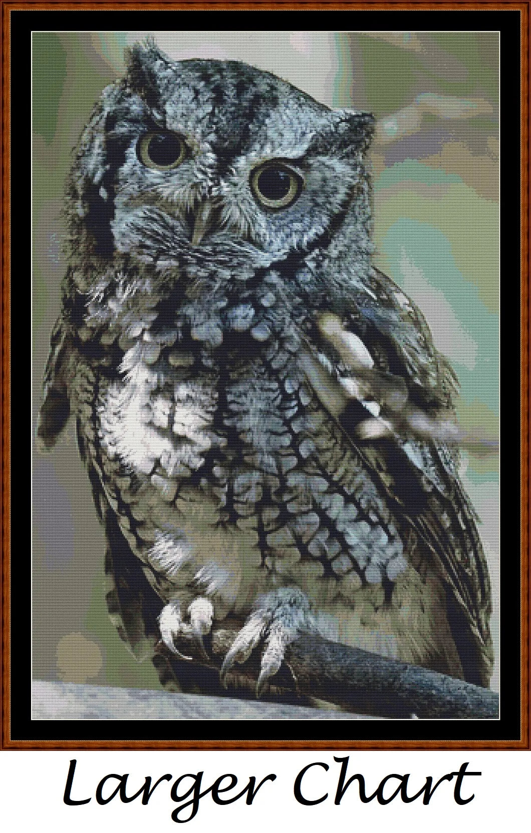 Eastern Screech Owl  